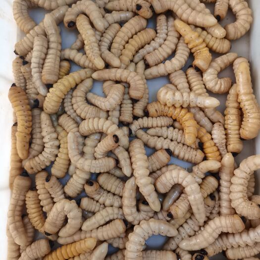 柴虫 昆虫