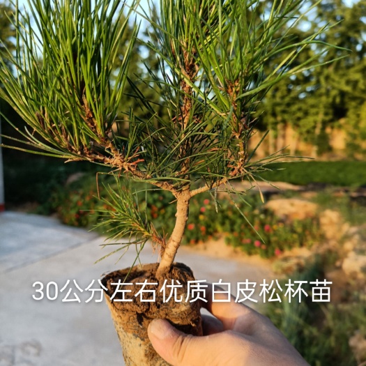 临猗县优质白皮松营养杯苗