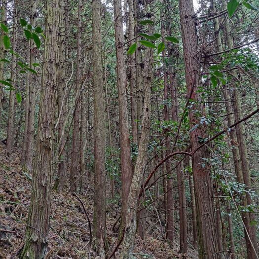 1400亩杉树出售，有林面积在1300亩往上