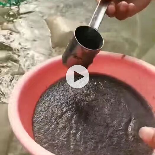 佛山加州鲈鱼苗 加州鲈水花