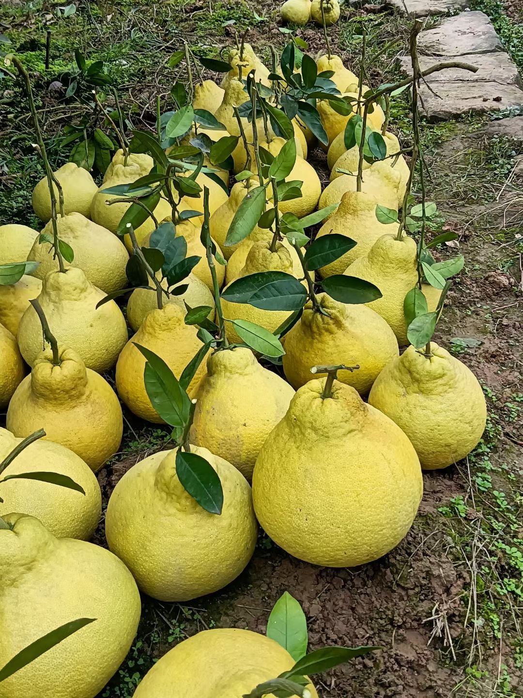 柚子  真龙柚，好吃健康绿色水果