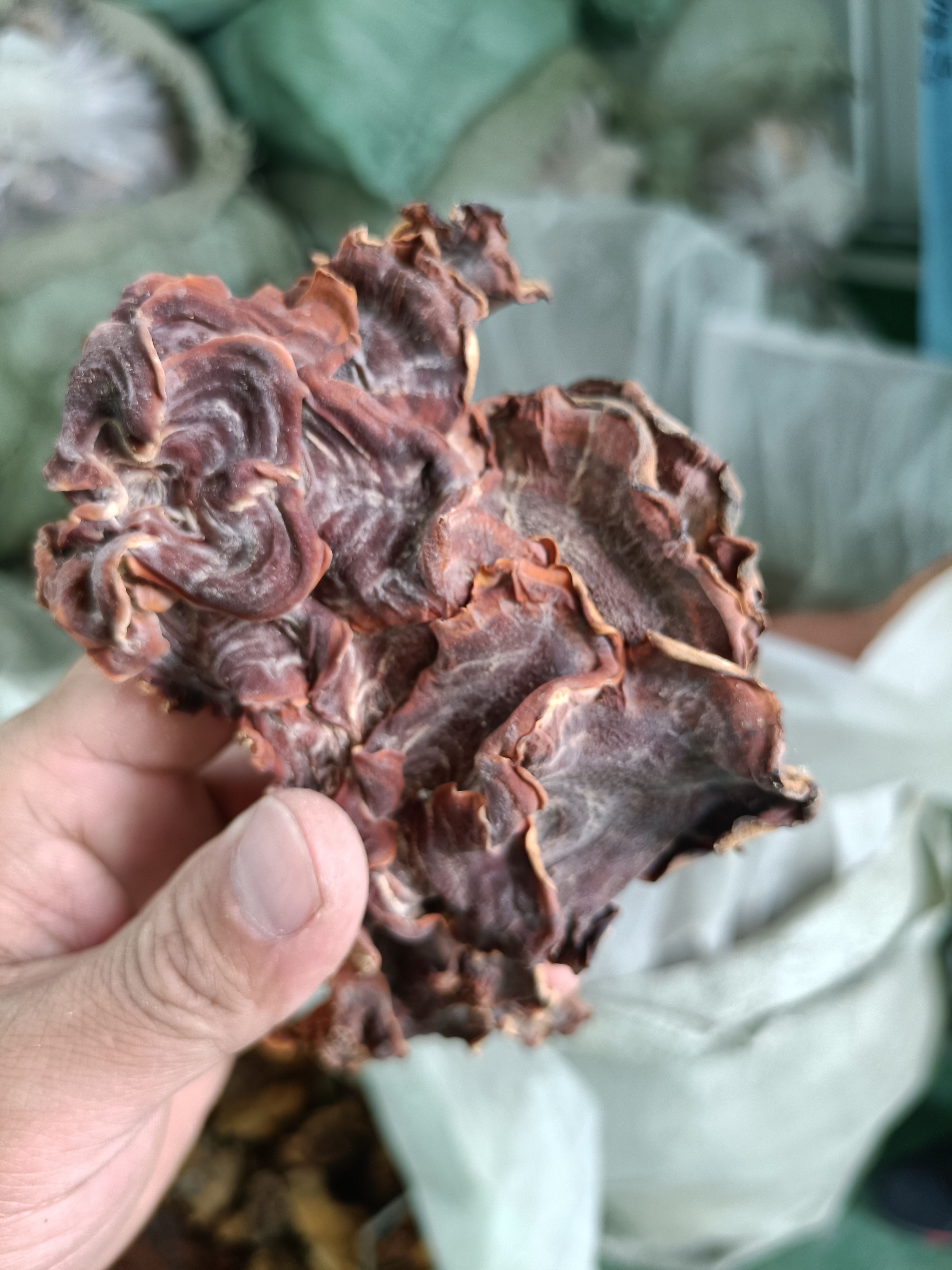 单片榆耳优质榆耳批发零售，无根榆耳长期榆耳一级品榆耳现货供应