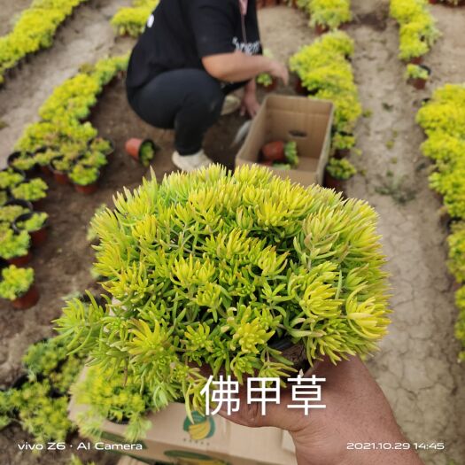 青州市 佛甲草黄金条