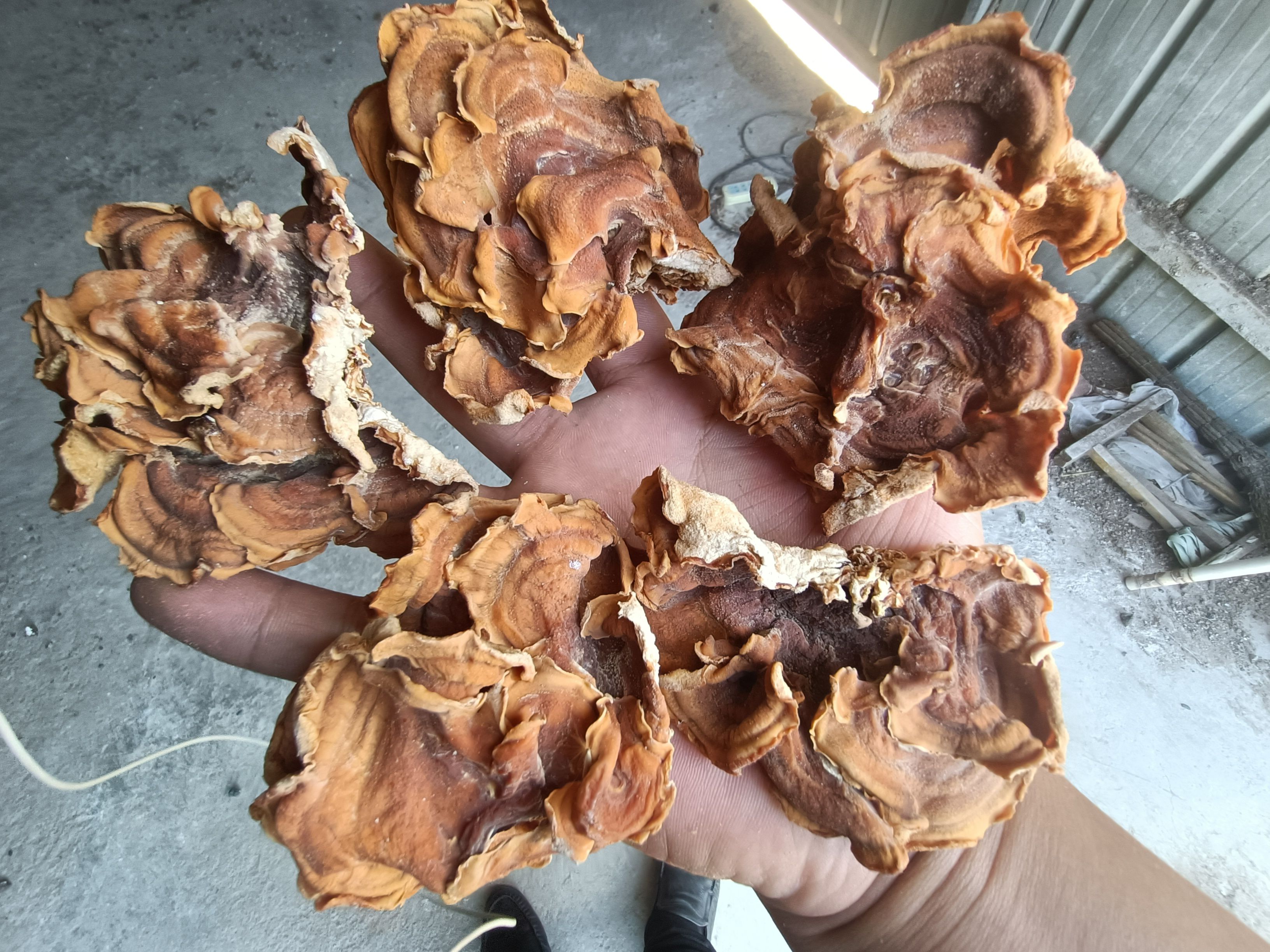 出售精品干榆耳，产地直邮，单片好榆耳，去根榆耳大片厚榆耳