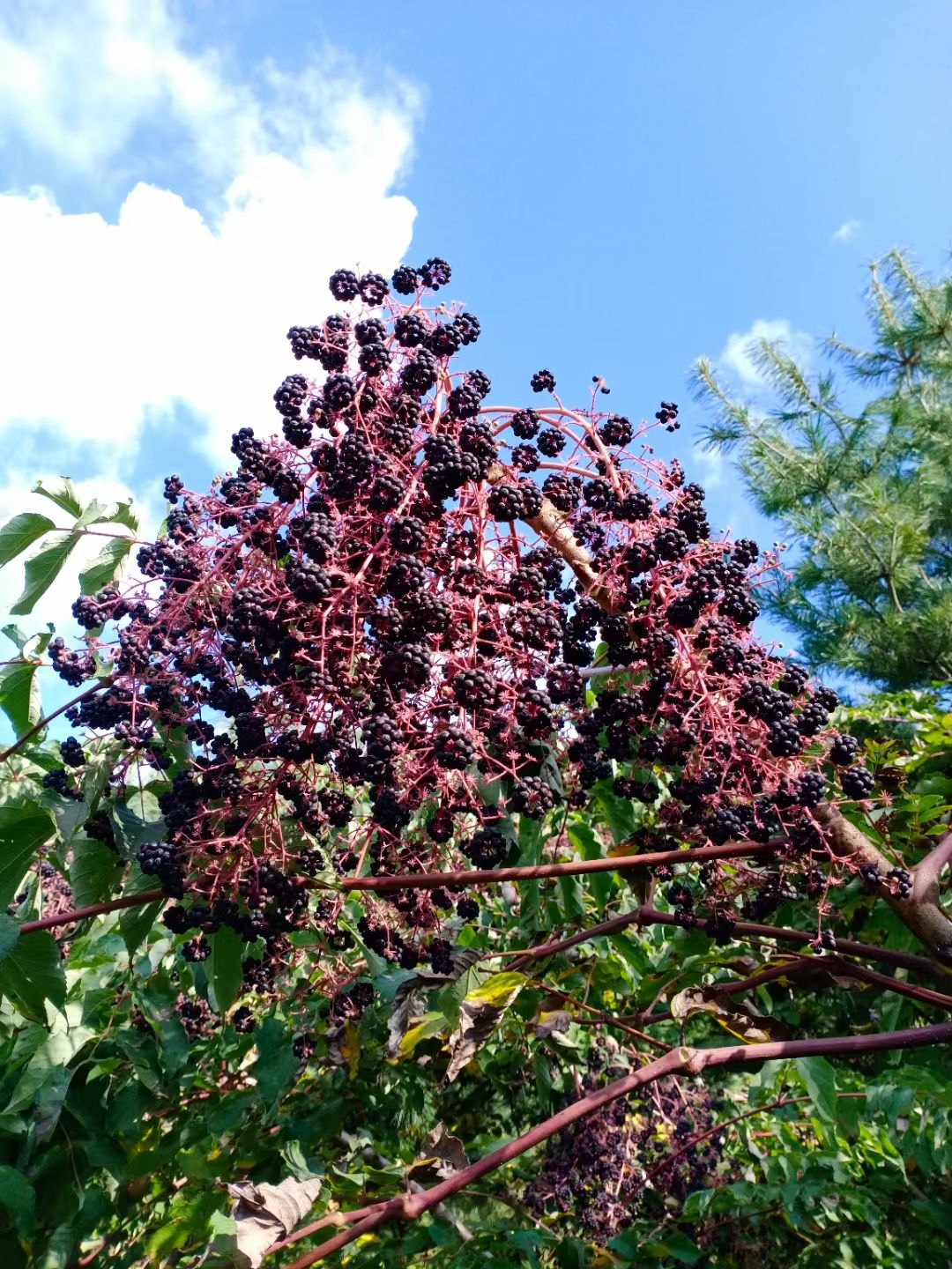 刺嫩芽种子  甘肃刺脑包种子辽宁东刺老芽种子云南乌龙头种刺东
