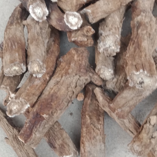 重庆巫溪县兰英乡云木香质量好身干无须毛个头粗大结实。