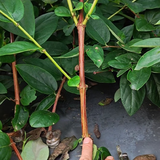 湘蕾5号金银花苗易栽种易管理产量高回报快，【顺丰包邮】