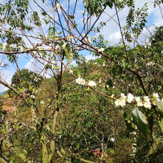 信宜市正宗银妃三华李苗，现已合适种植