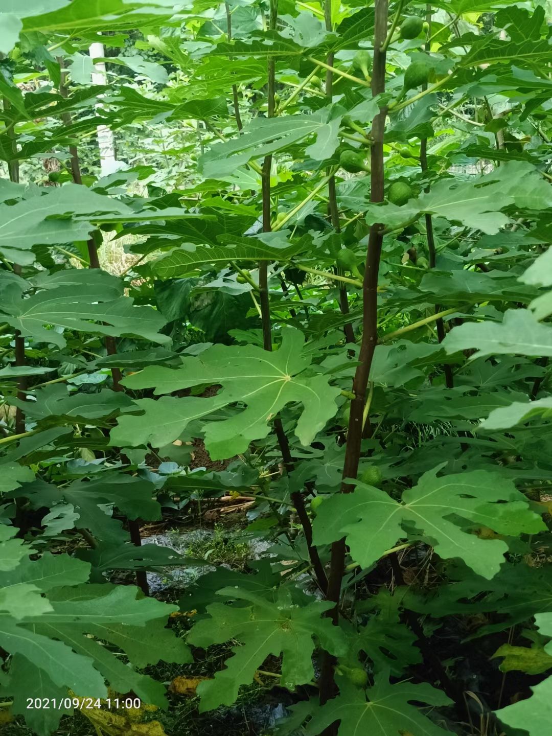 新品种芭劳奈无花果苗特大无花果树苗枝条盆栽非波姬红