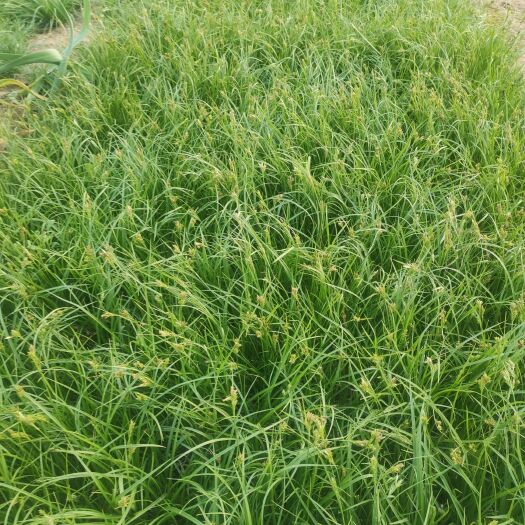 青州市青苔 多芽青绿苔草杯苗