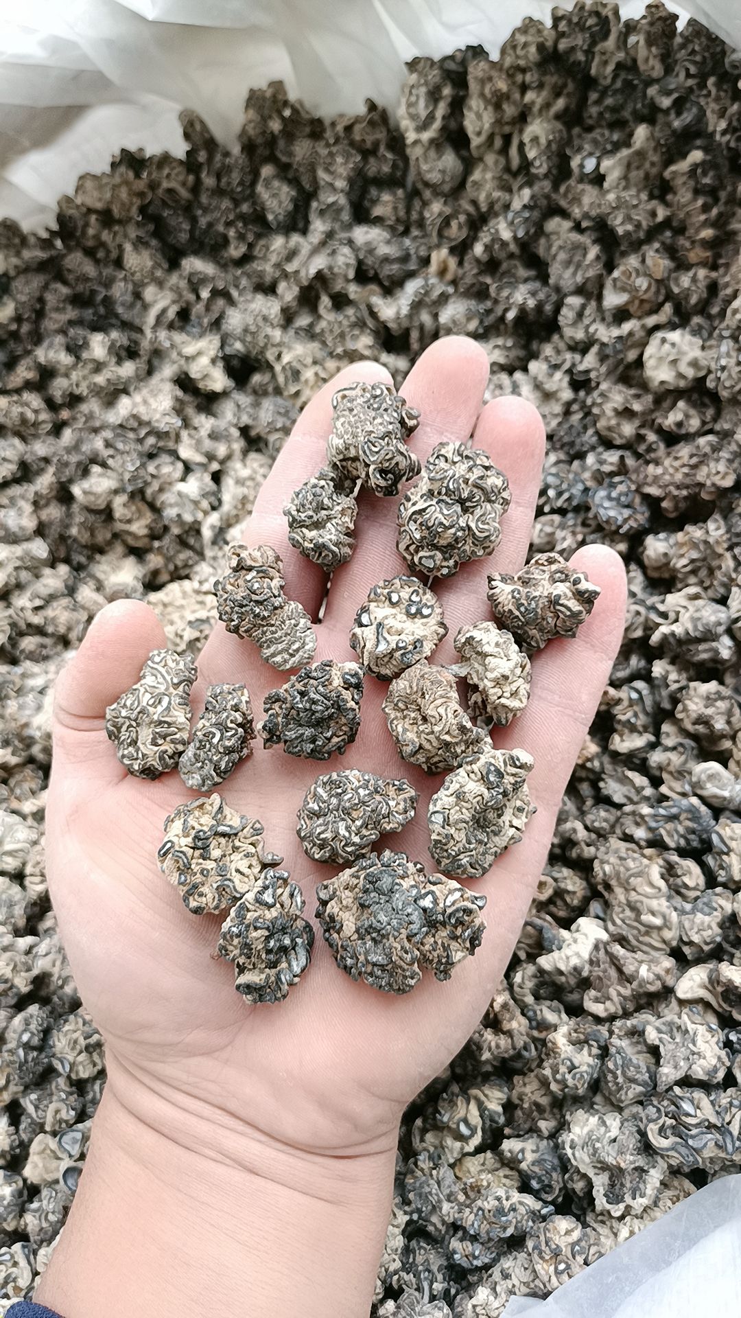 猴脑菌，松花菌，核桃菌核桃菇产地一手货源挑选，核桃菌批发零售