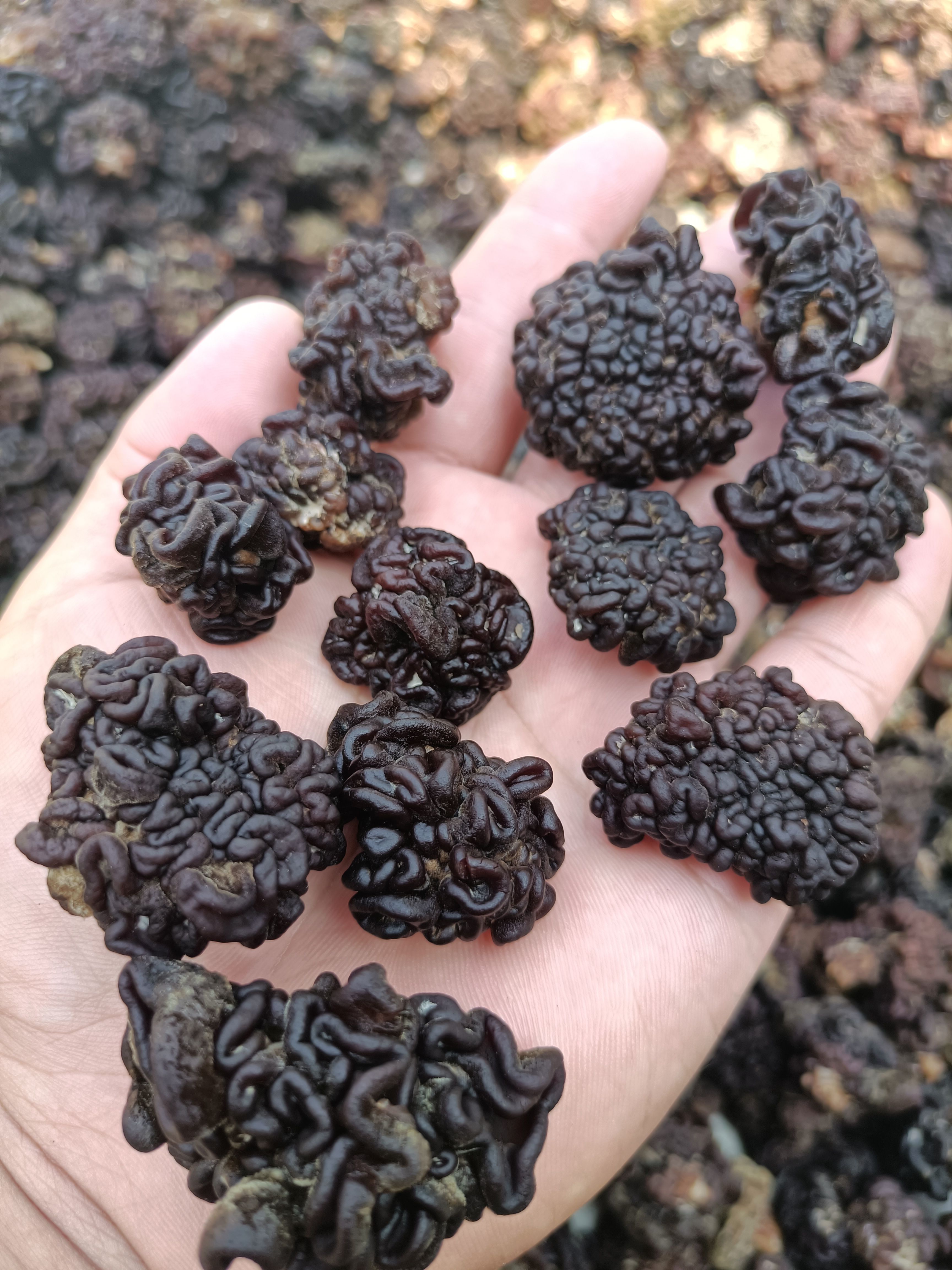 猴脑菌，松花菌，核桃菌核桃菇产地一手货源挑选，核桃菌批发零售