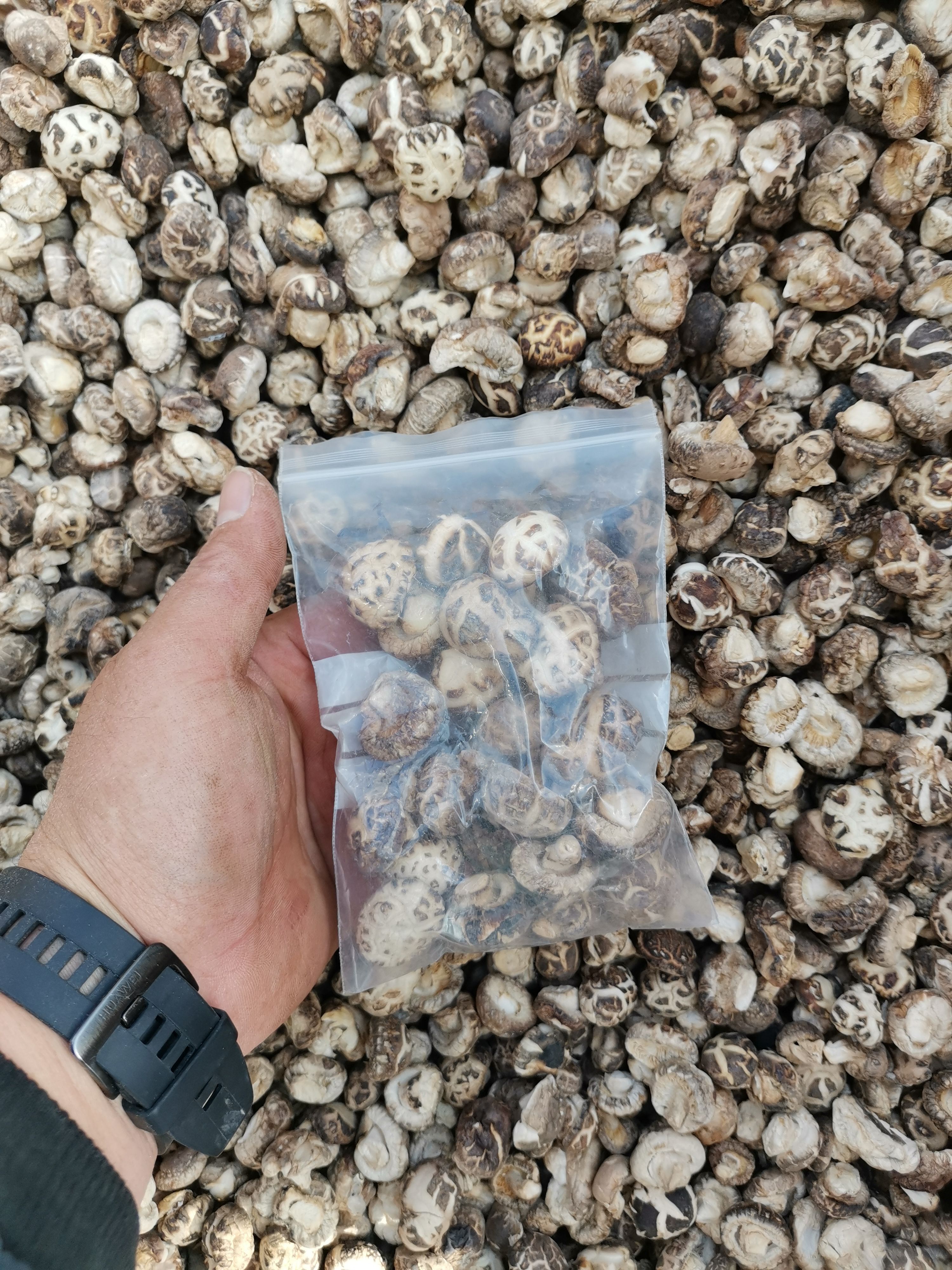 产地直发1.8至2.3花菇丁，大小均匀手工挑选，烘干机烘干干