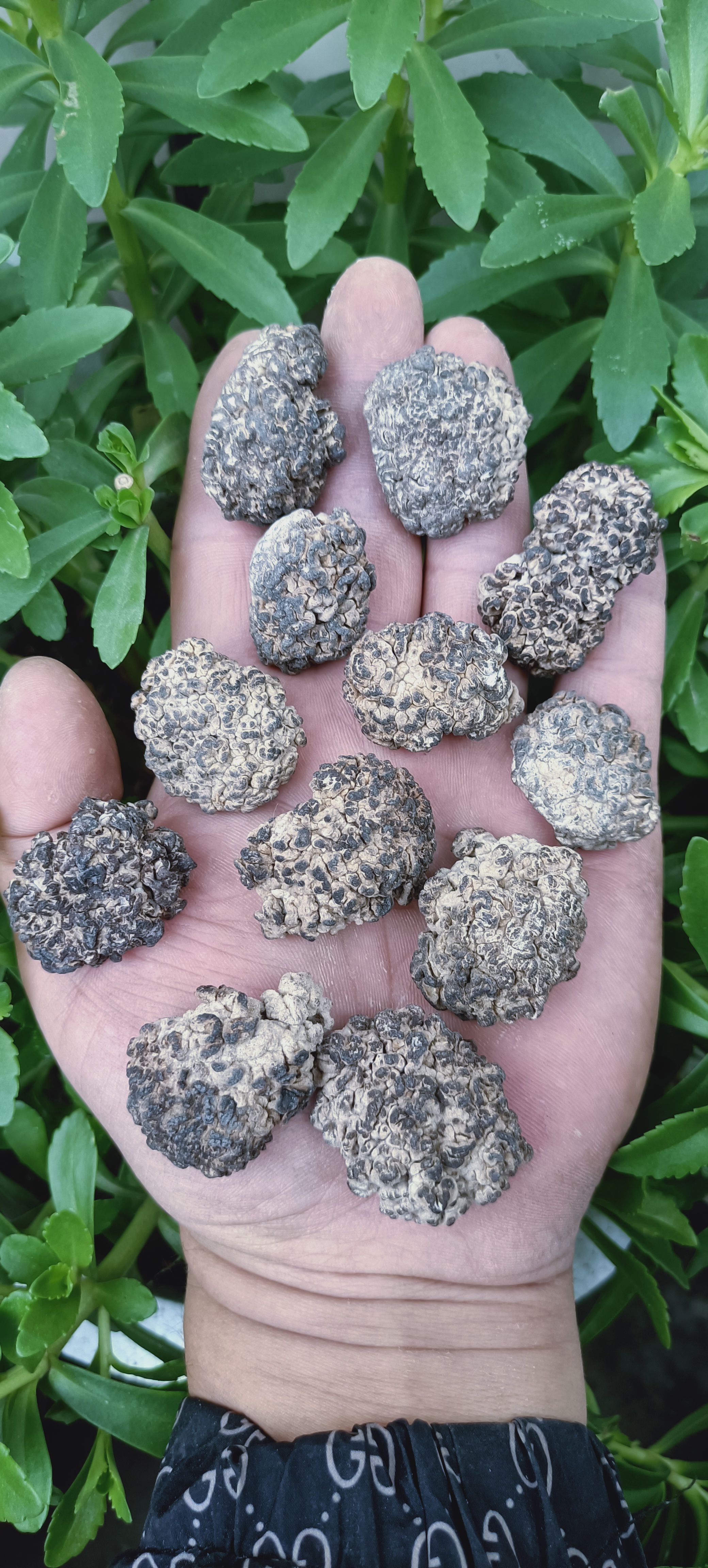 猴脑菌，松花菌，核桃菌核桃菇产地一手货源挑选，核桃菌批发零售
