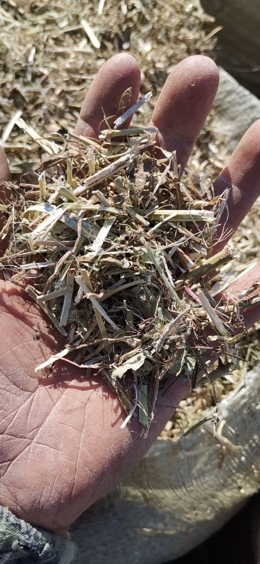  袋装羊草，黄绿花生秧，有需要的联系我