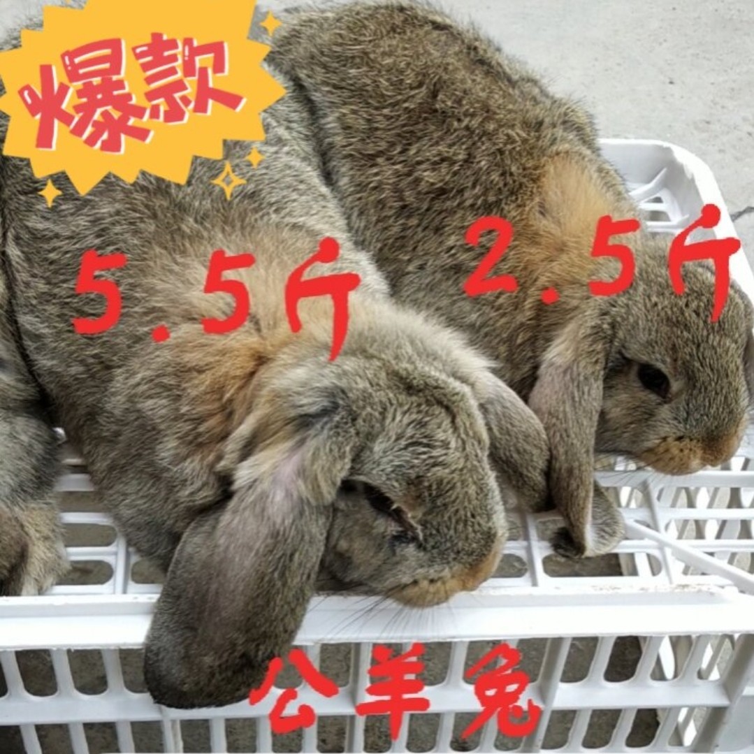嘉祥縣廠家直銷【公羊兔】肉兔種兔 活體兔子 包技術 包回收 包運輸