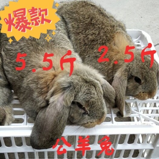 嘉祥县厂家直销【公羊兔】肉兔种兔 活体兔子 包技术 包回收 包运输
