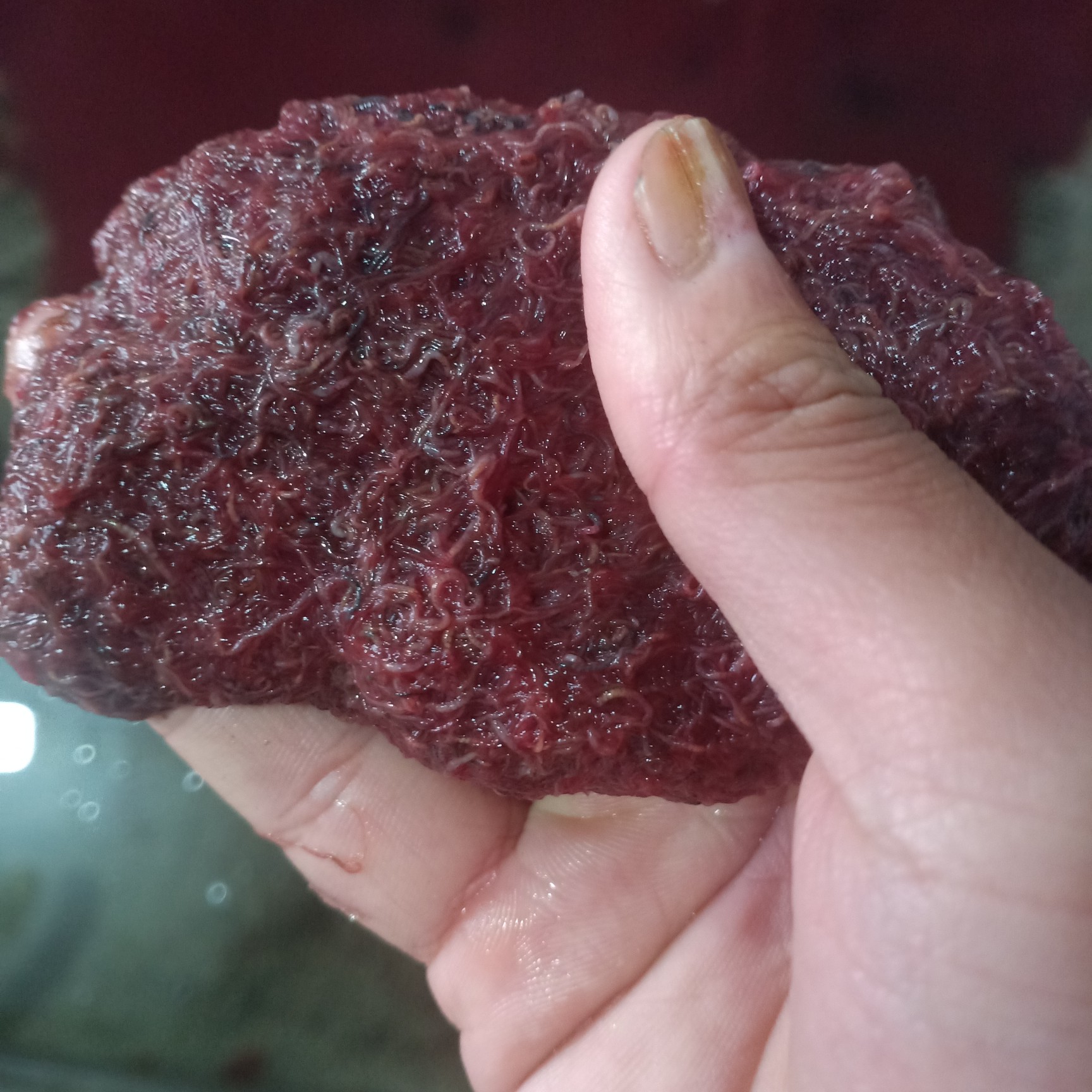 红虫  天然红线虫批发