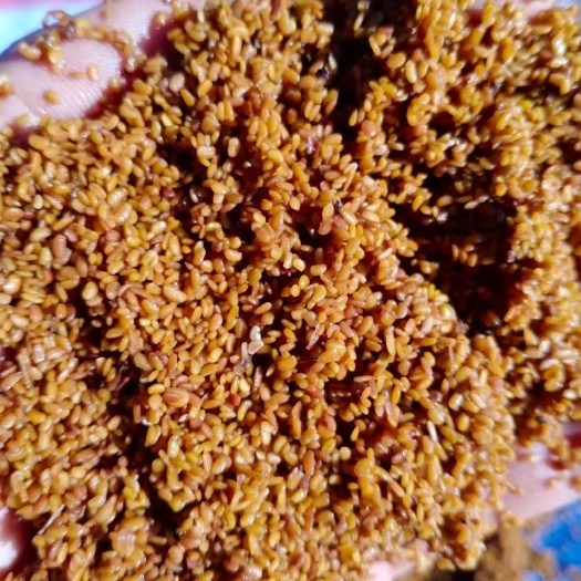 刺嫩芽种子  甘肃刺脑包种子辽宁东刺老芽种子云南乌龙头种刺东
