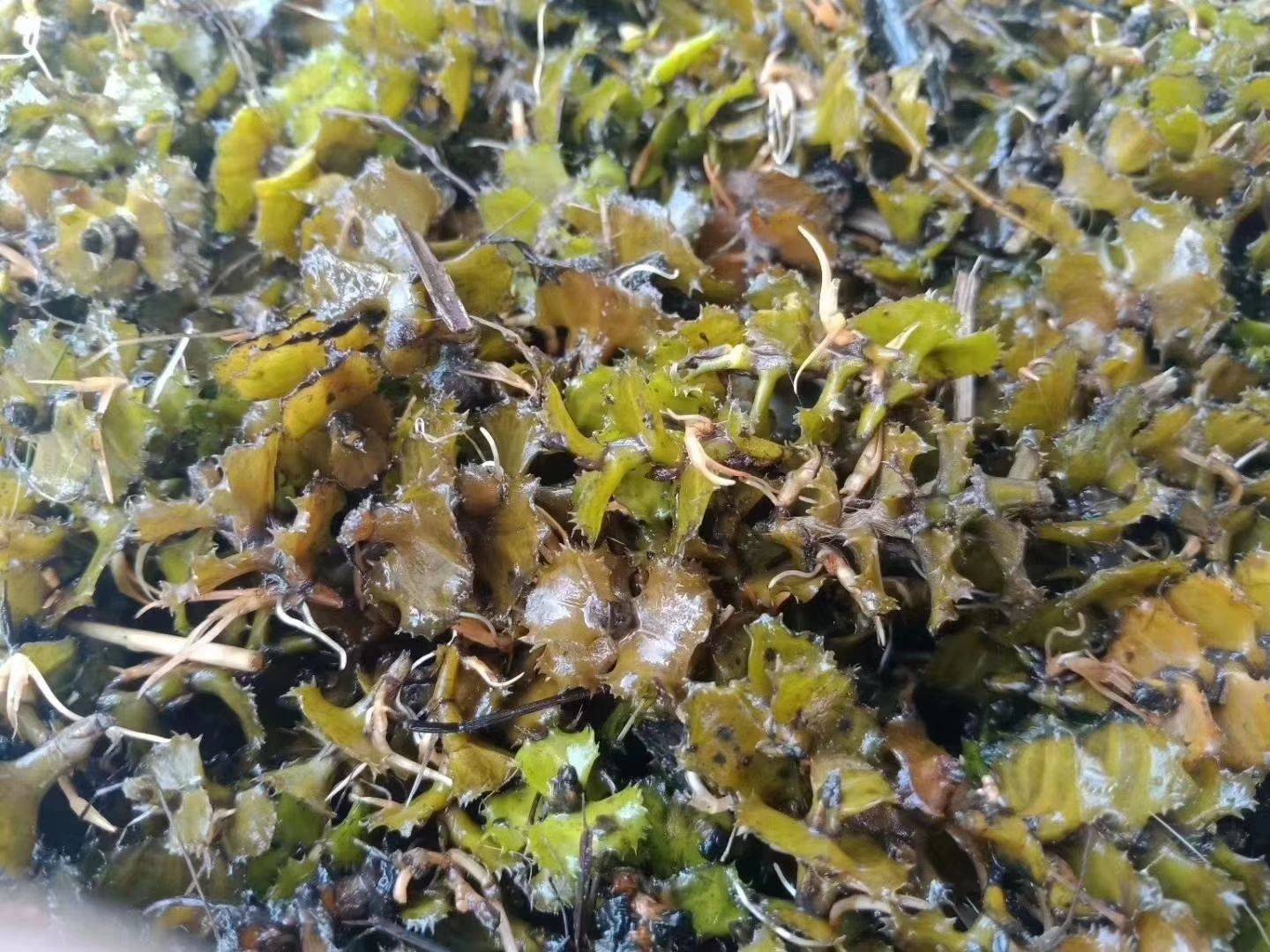  菹草，优质虾蟹水草