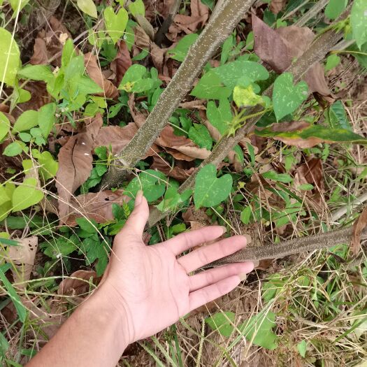 松溪县锥栗苗 ，油栗0.5左右