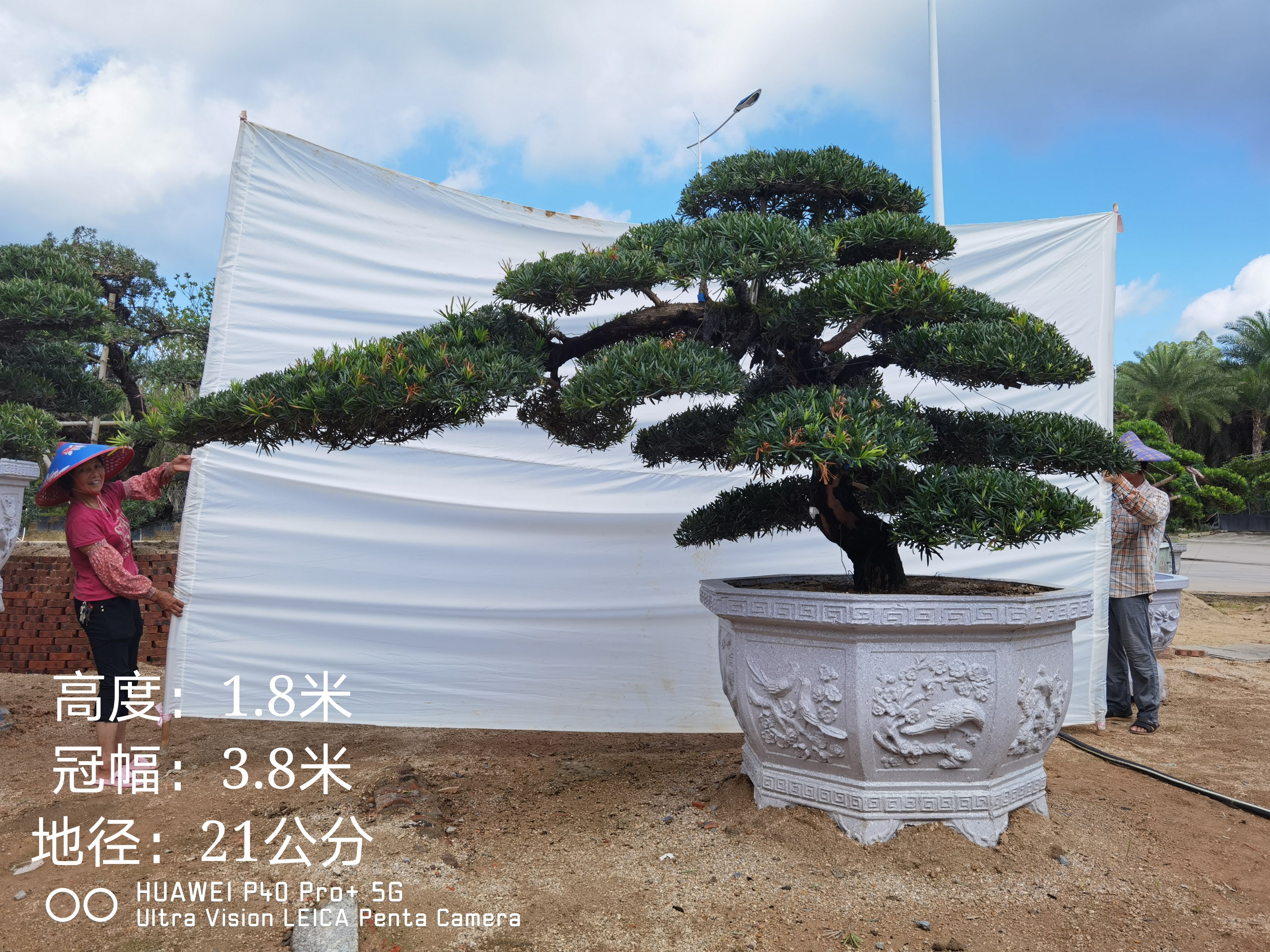 小叶罗汉松  高度1.8米 造型斜弯飘罗汉松盆景 日本罗汉松  迎客松