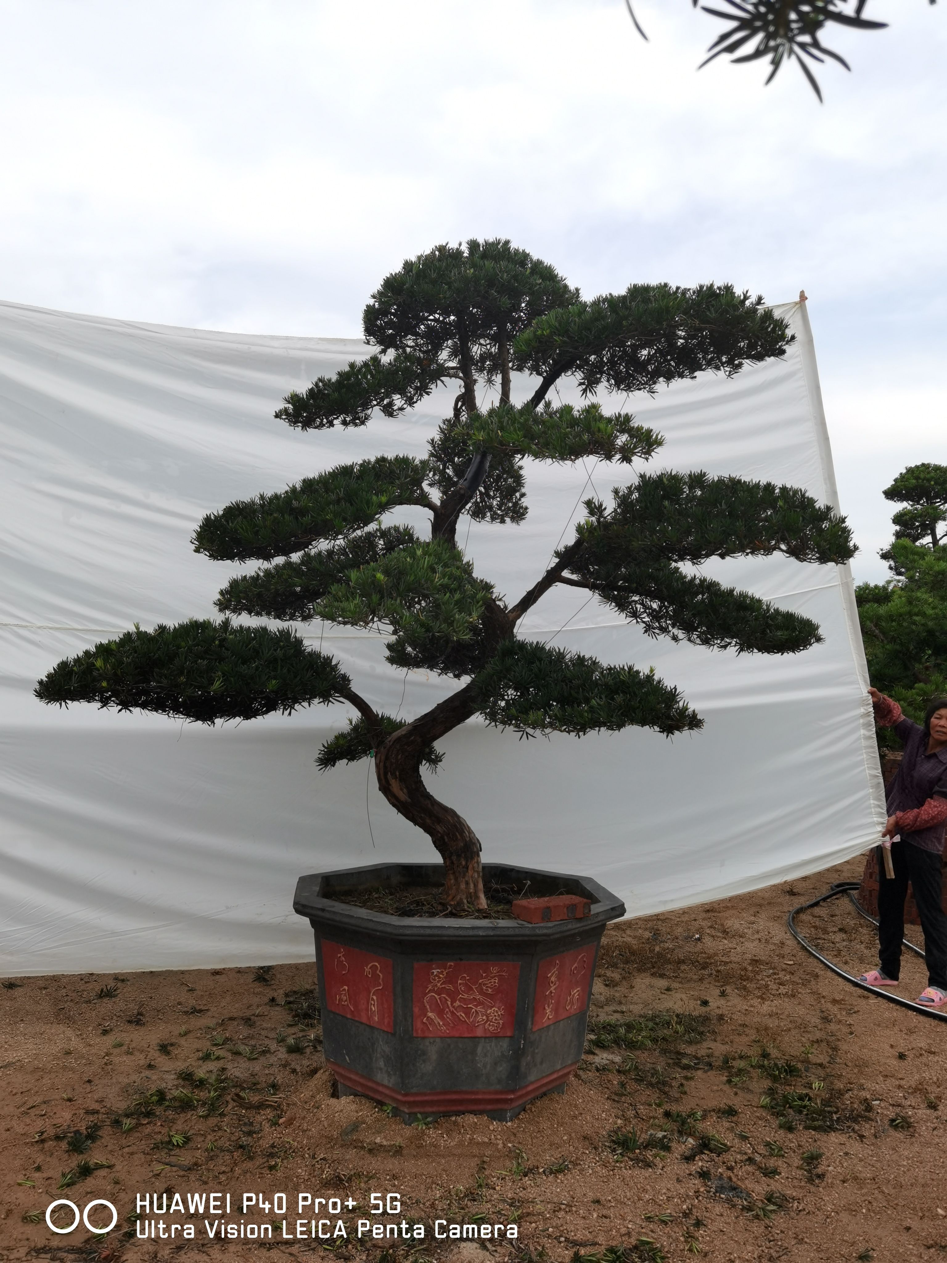 小叶罗汉松  高度2米造型罗汉松 罗汉松盆景  罗汉松 斜飘罗汉松