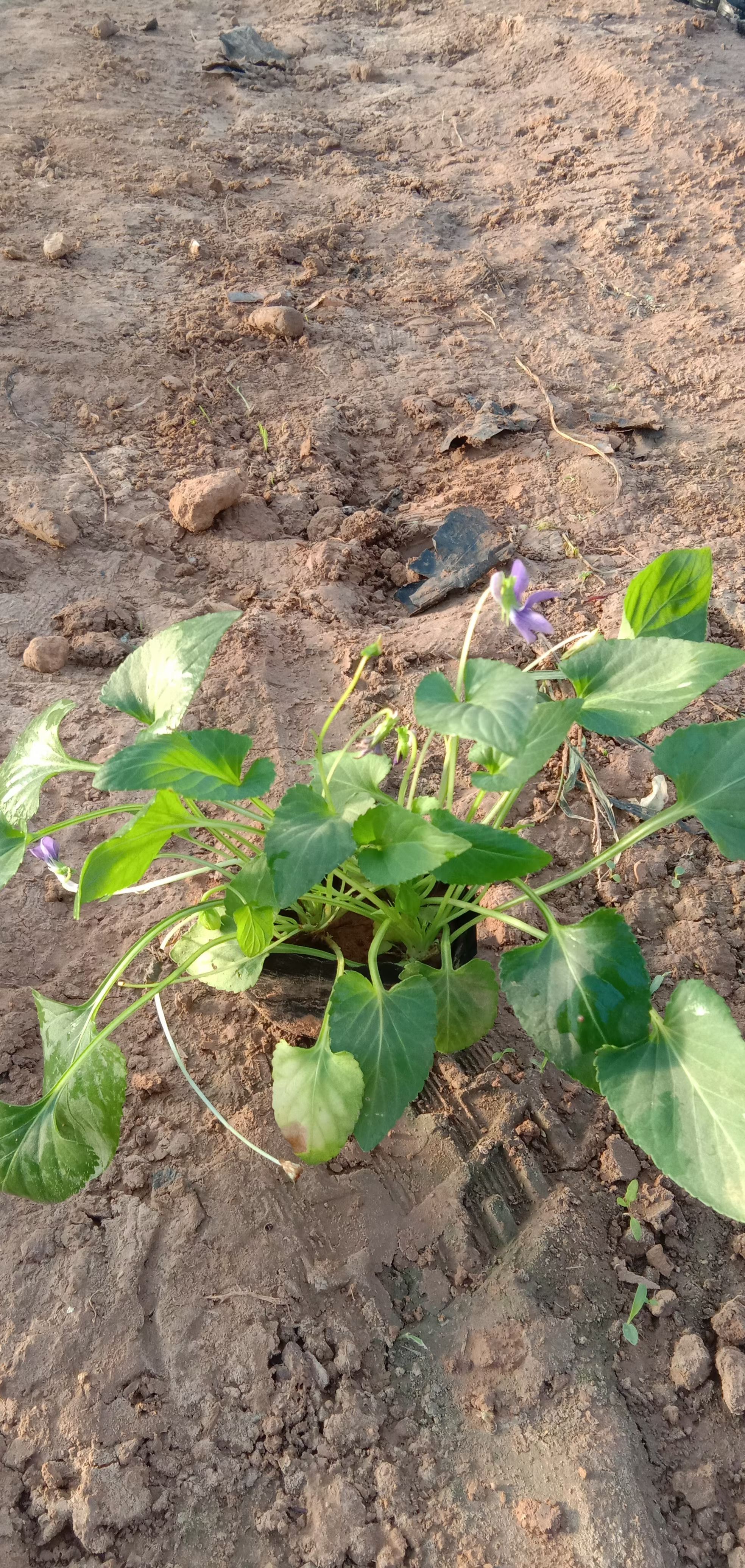 紫花地丁杯苗 多芽紫花地丁