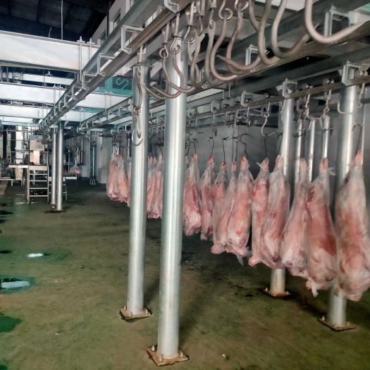 永登县白条羊  甘肃精品羔羊酮体，屠宰场直销，20斤–50斤