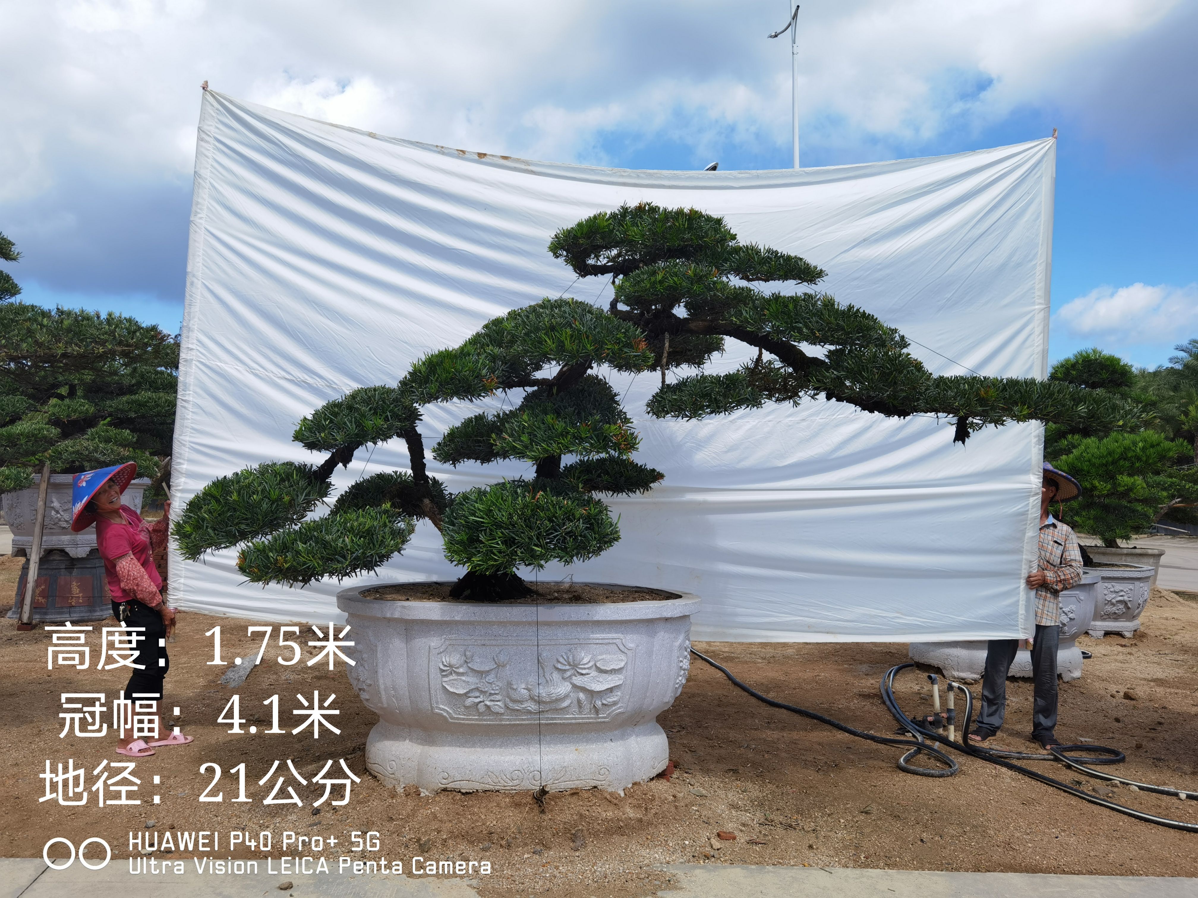 小叶罗汉松  高度1.8米 造型斜弯飘罗汉松盆景 日本罗汉松  迎客松