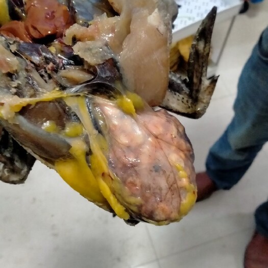 开阳县黑鸡 3-4斤 活体发货 母鸡