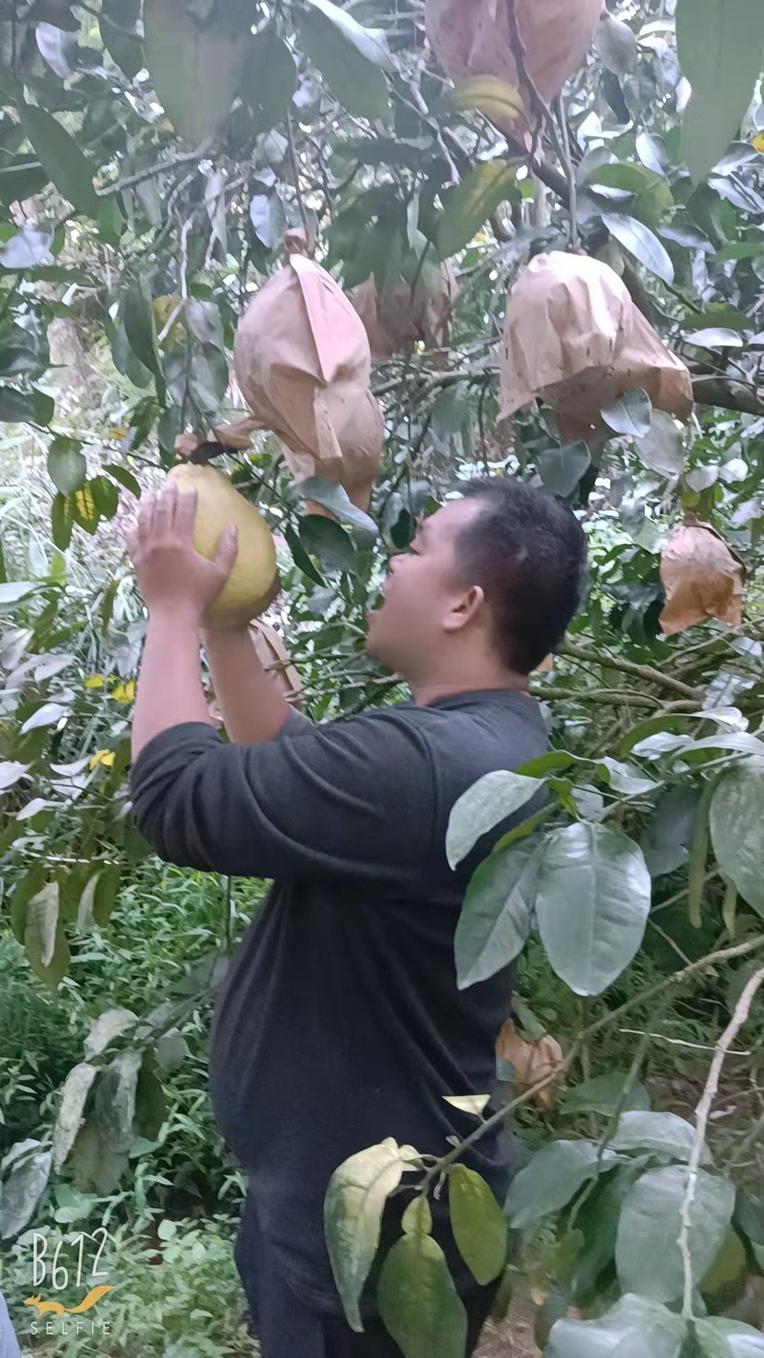 沙田柚！容县正宗自家自产自销的容县沙田柚50斤