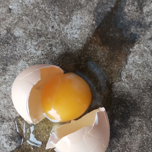 贵阳贵州粉壳鲜鸡蛋46斤360个/箱