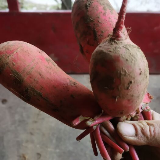 彭水胡萝卜 红萝卜