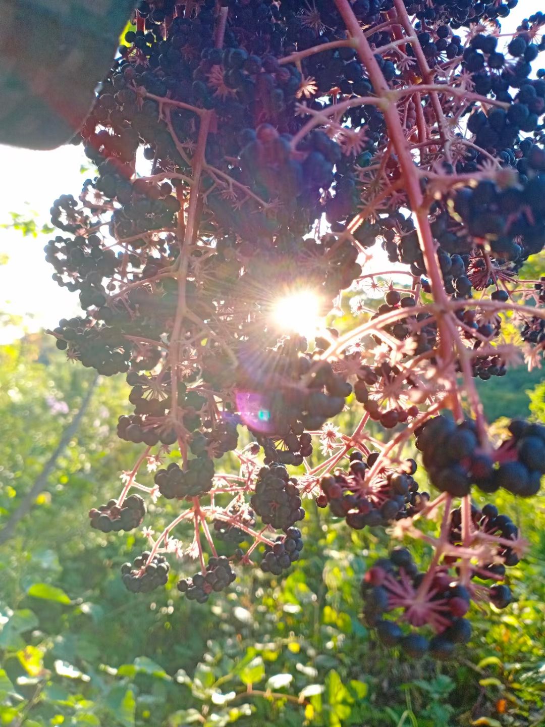 刺嫩芽种子  甘肃刺脑包种子辽宁东刺老芽种子云南乌龙头种刺东