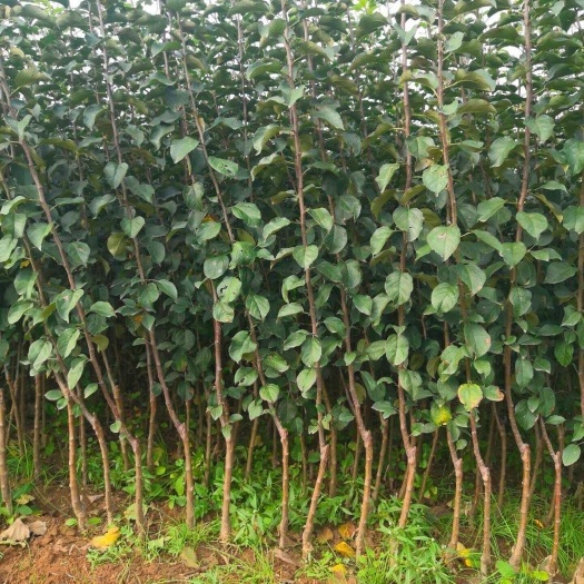 宜川县鲁丽苹果苗 苹果树苗 。优良品种。众成一号，众成三号，新2001条纹富士