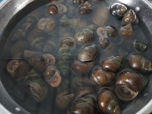 微山县 大量出售大湖田螺通货