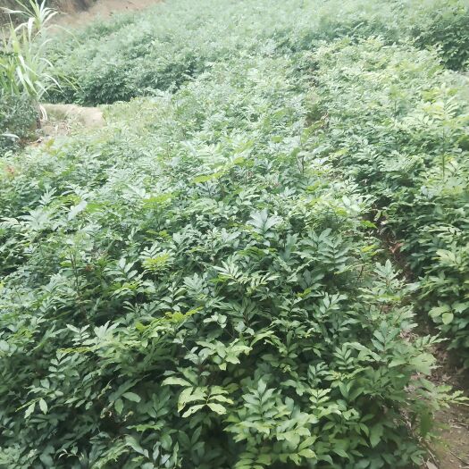 陆川县荔枝苗 荔枝，龙眼实生苗，占地苗