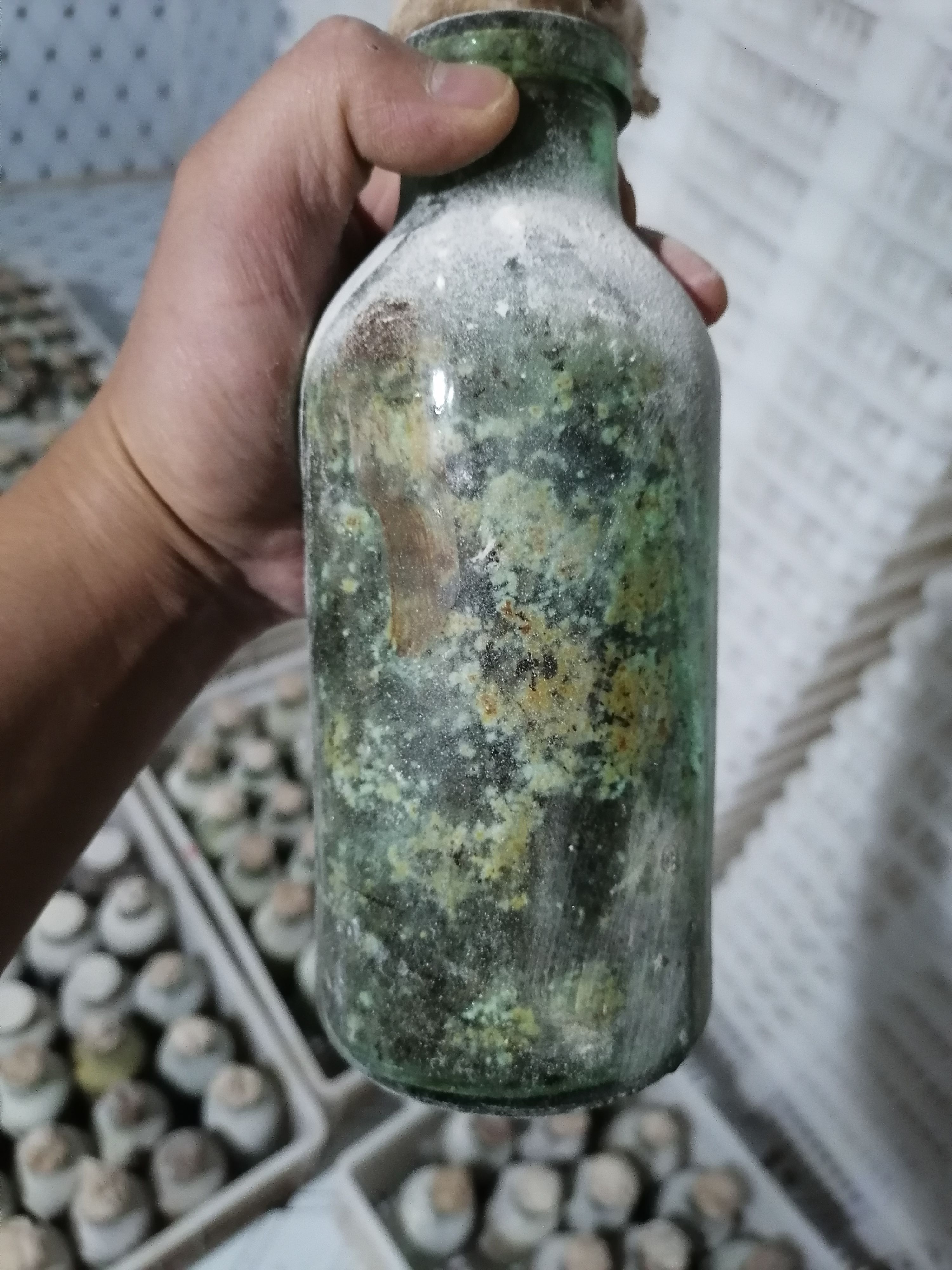 羊肚菌菌种 羊肚菌原种 羊肚菌二级菌种
菌种 羊肚菌栽培种