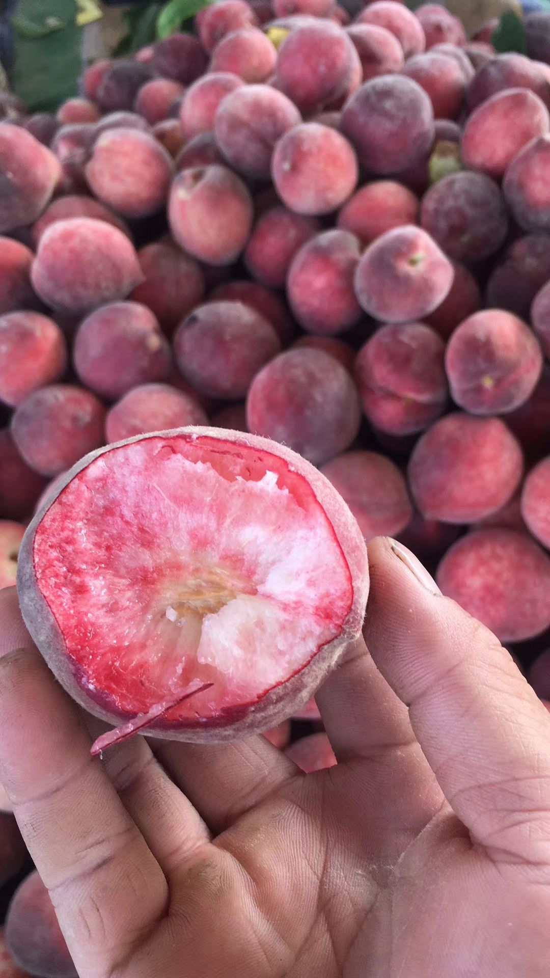 红不软桃   春雪水蜜  陕西大荔红肉水蜜桃，白肉，加工厂，