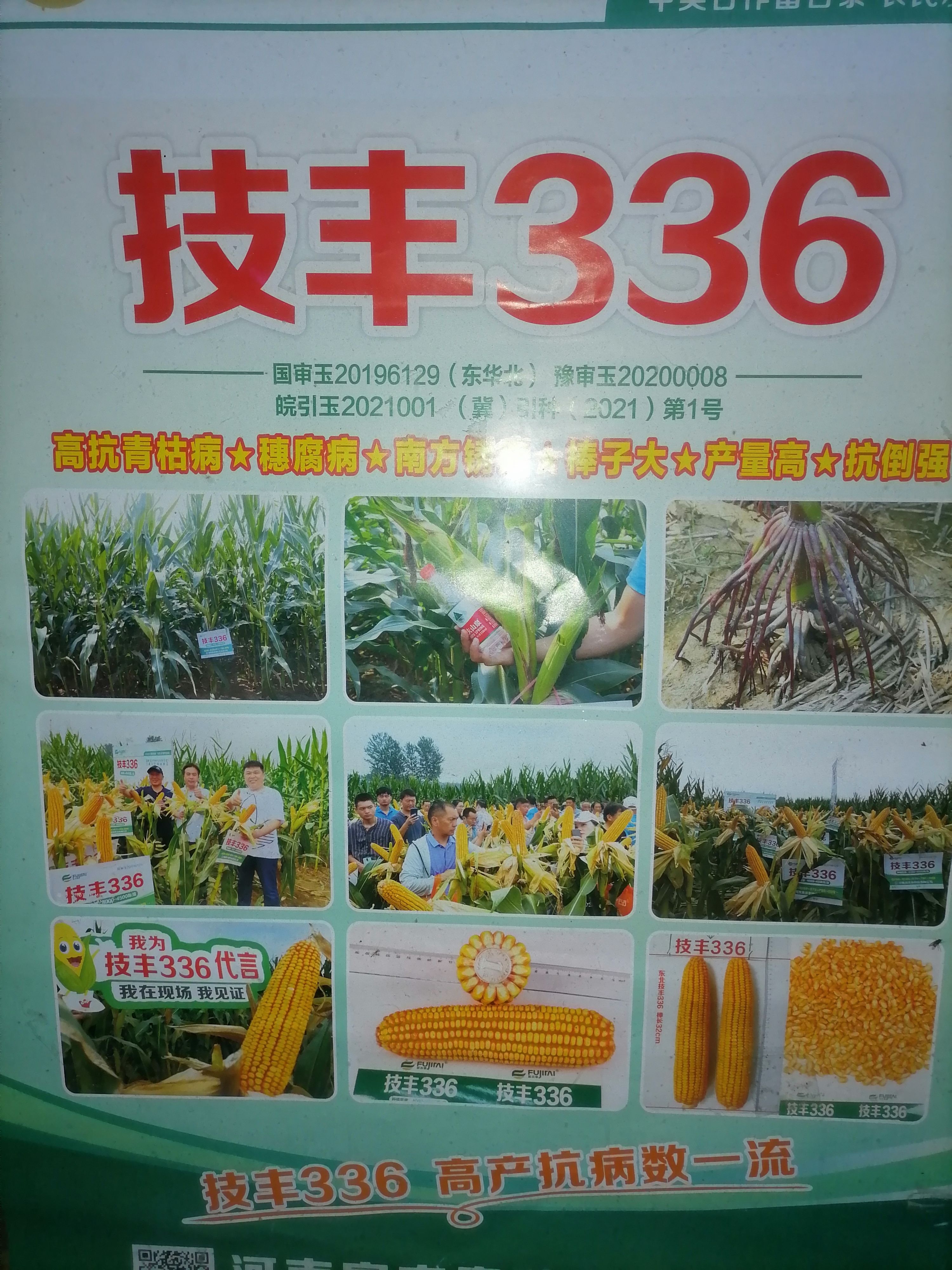 联创825玉米种子 技丰336，种到哪里都优秀！