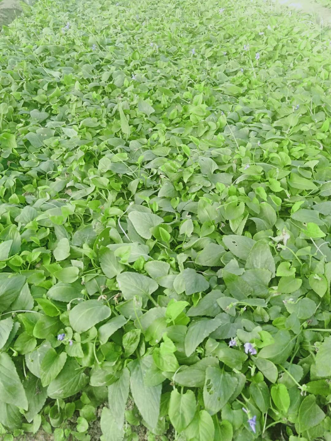 紫花地丁杯苗 多芽紫花地丁