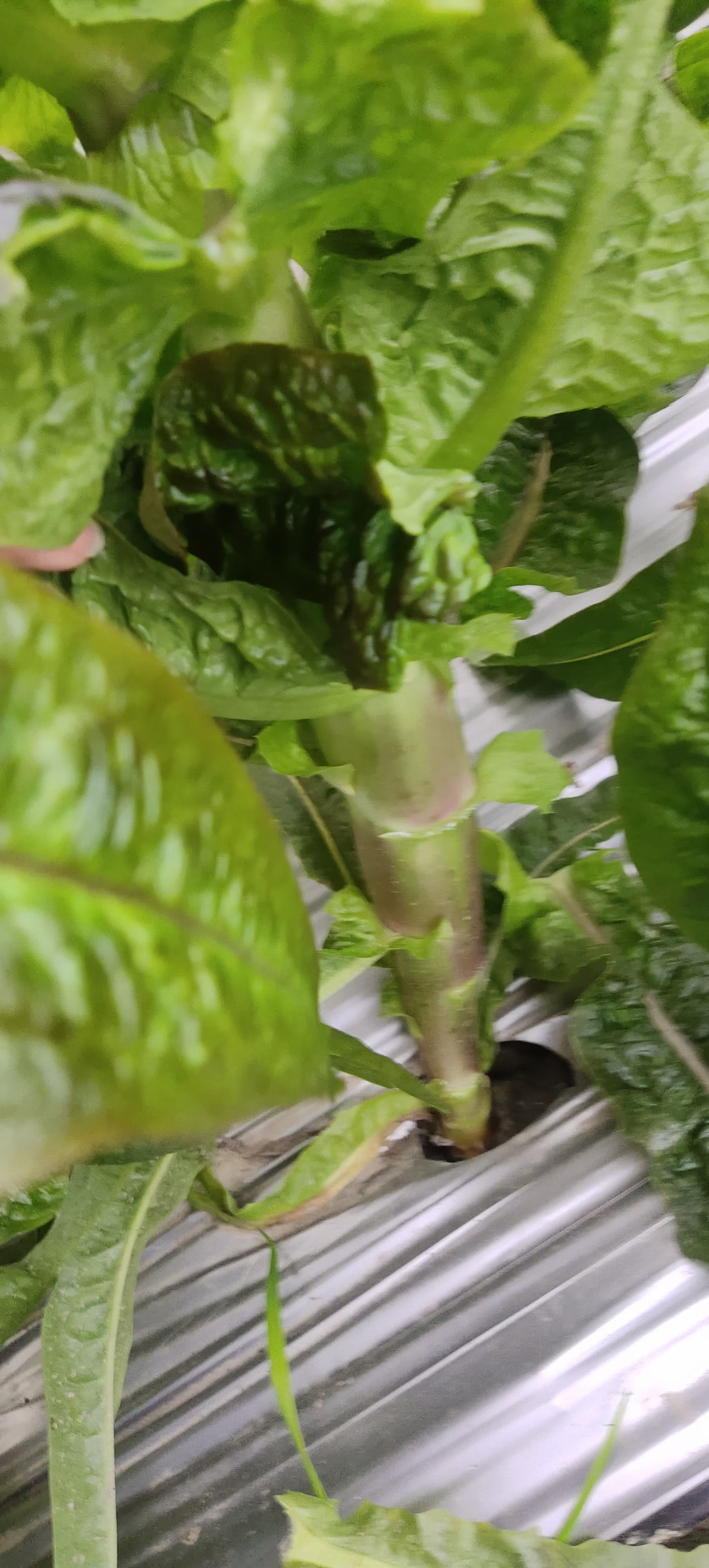 青尖叶莴笋  红尖叶莴笋