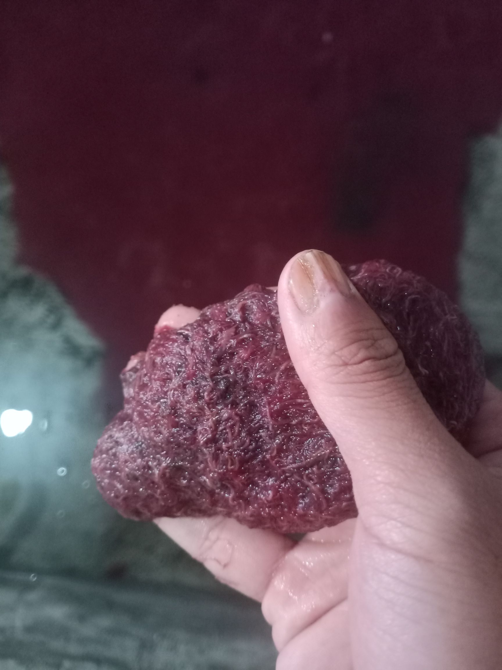 红虫  天然红线虫批发