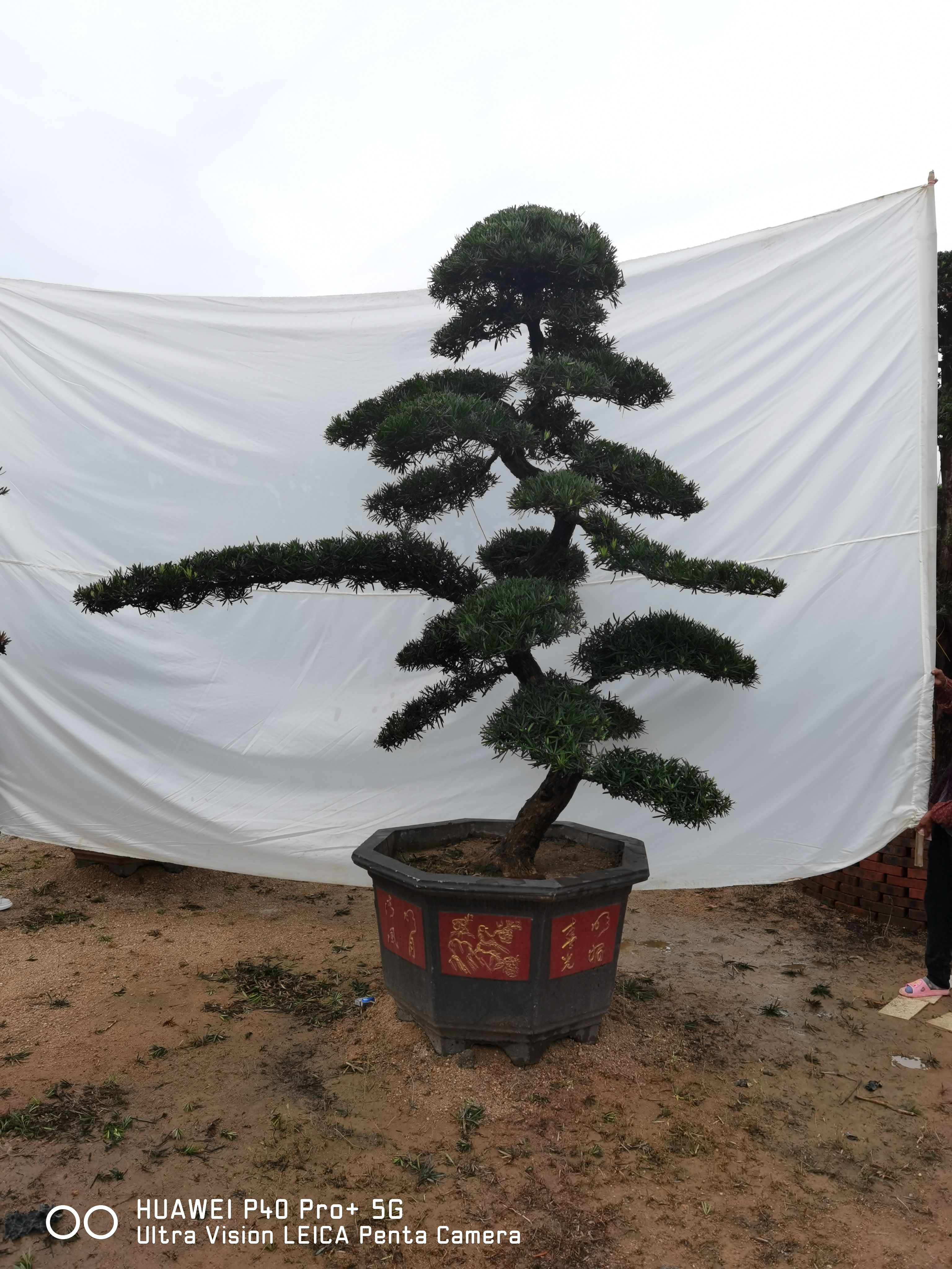 小叶罗汉松  高度2米造型罗汉松 罗汉松盆景  罗汉松 斜飘罗汉松