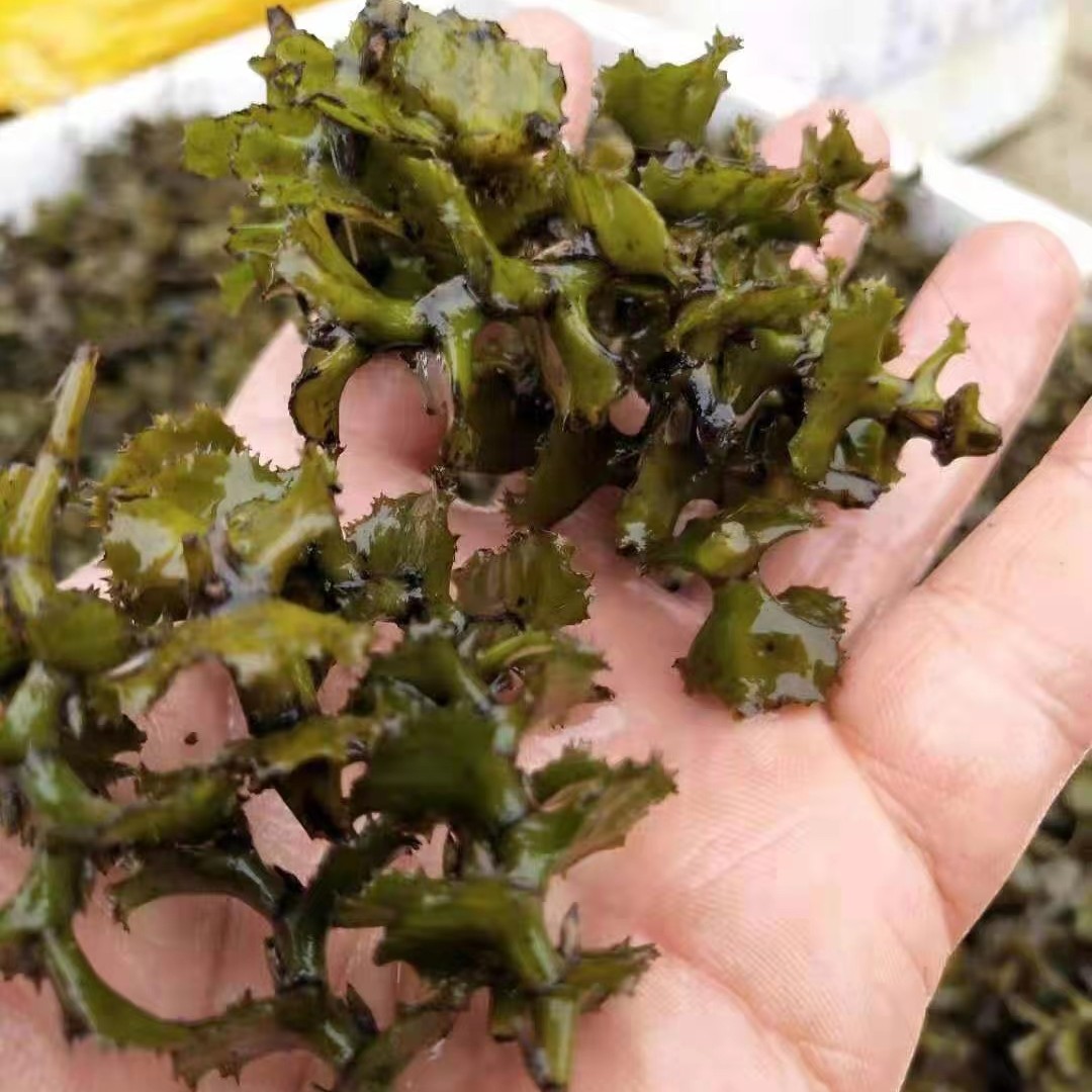 洪湖市 菹草，优质虾蟹水草