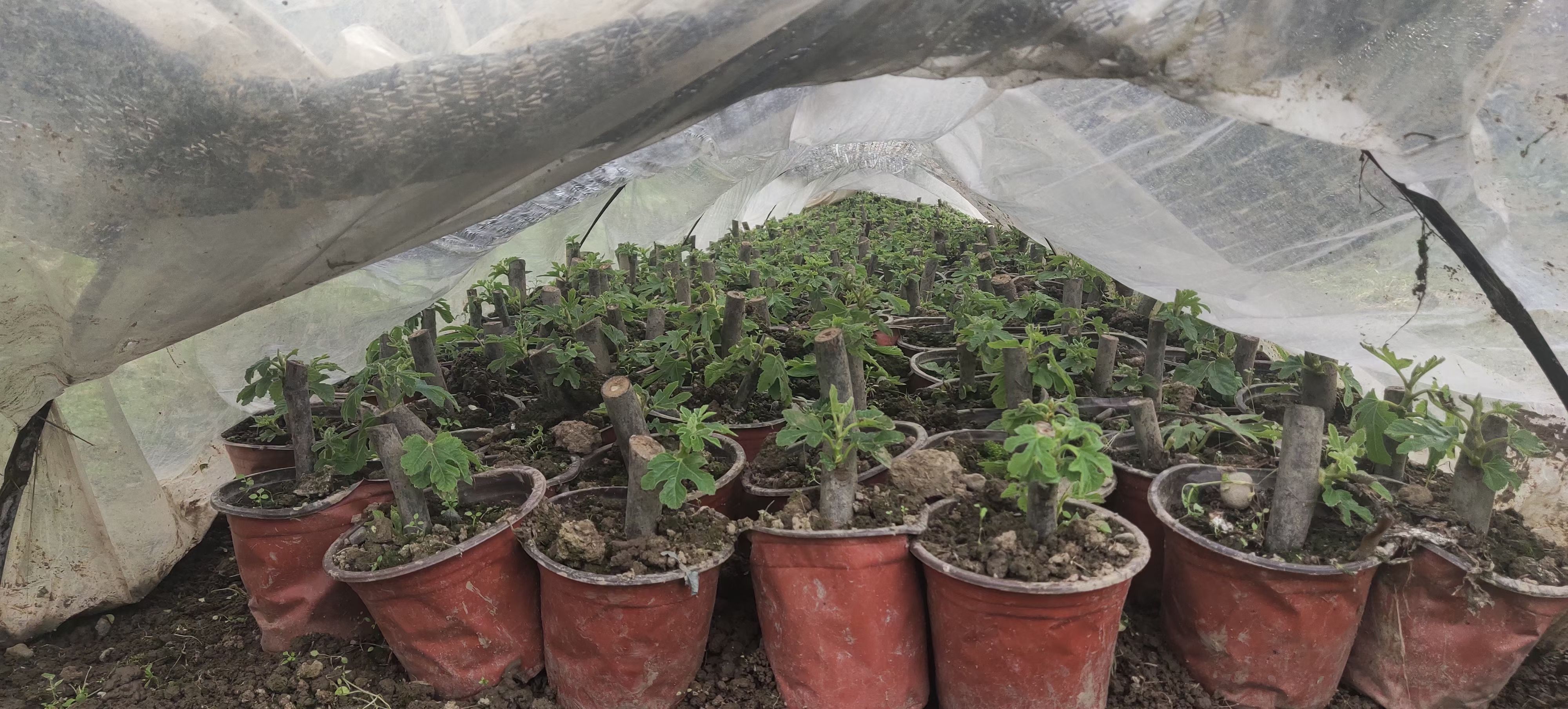 新品种芭劳奈无花果苗特大无花果树苗枝条盆栽非波姬红