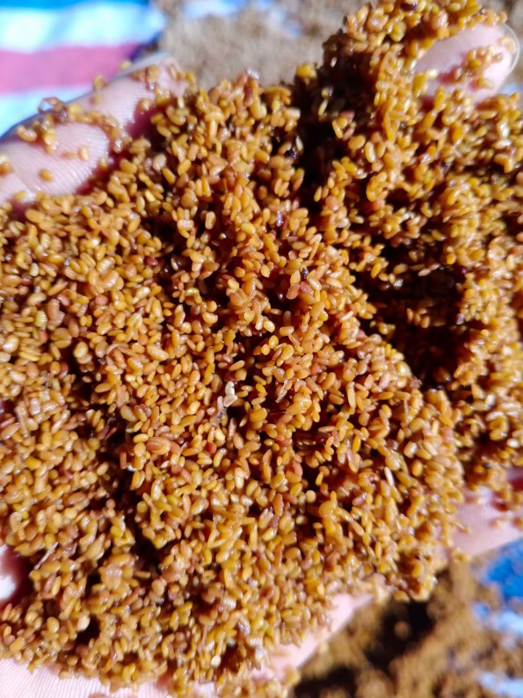 刺嫩芽种子  甘肃刺脑包种子辽宁东刺老芽种子云南乌龙头种刺东