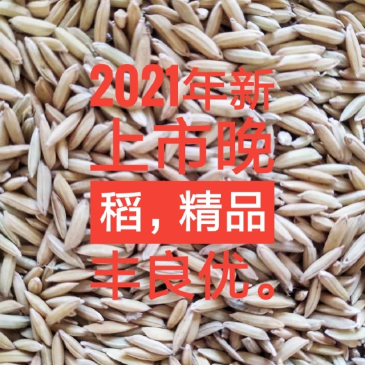 【优质丰良优】 稻谷生产基地湖北襄阳直发，出米高，米质亮
