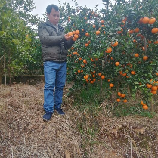 仁化县 皇帝柑